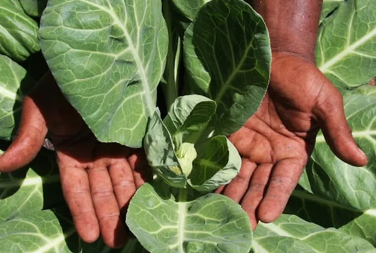 We grow fresh, organic produce using clean methods that protect nature, healthy food.